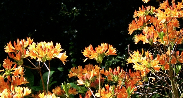 Bois des Moutiers (177) Mai 2012